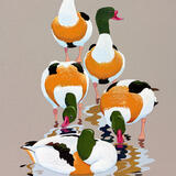 Shell Ducks