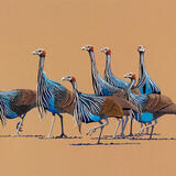 Vulturine Guinea Fowl