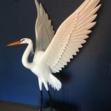 Great white egret