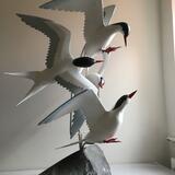 Tumbling Terns