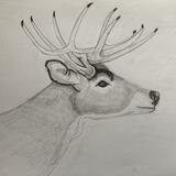 Young Buck on Canvas