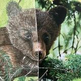 Little Bear - Sample Image