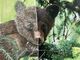 Little Bear - Sample Image