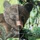 Little Bear - Sample…