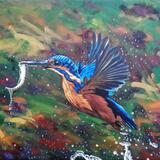 Malachite kingfisher 