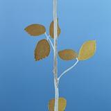 David and Marion's gold and silver Rose 11