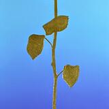 David and Marion's gold Rose 10