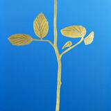 David and Marion's gold Rose 9