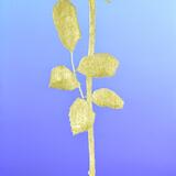 David and Marion's gold Rose 8