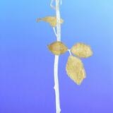 David and Marion's gold and silver Rose 7