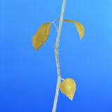 David and Marion's gold and silver Rose 5