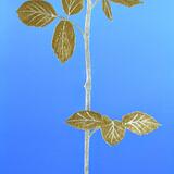 David and Marion's gold and silver rose 4