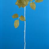 David and Marion's gold and silver Rose 2