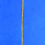 David and Marion's Lily 1