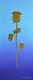 Marion's gold Rose