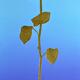 Marion's gold Rose