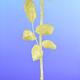 Marion's gold Rose