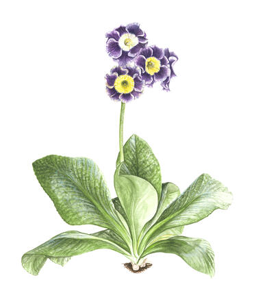 Primula