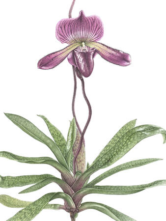 Slipper Orchid