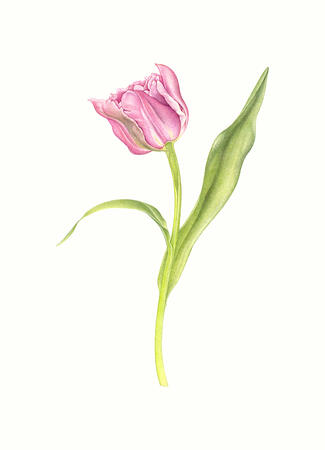 Pink Tulip