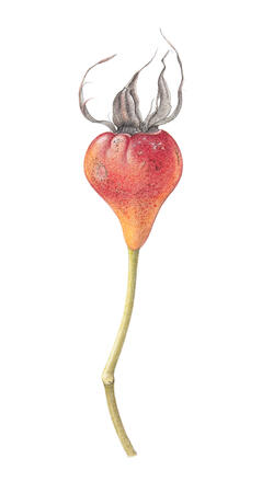 Rose Hip