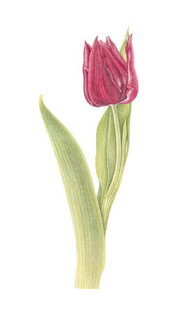 Red Tulip