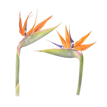 Strelitzia