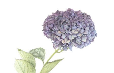 Hydrangea