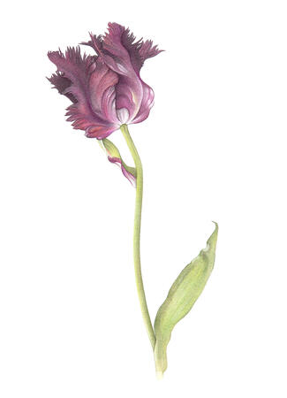 Black Parrot Tulip