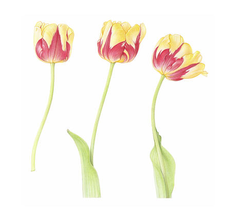 Tulip, Olympic Flame