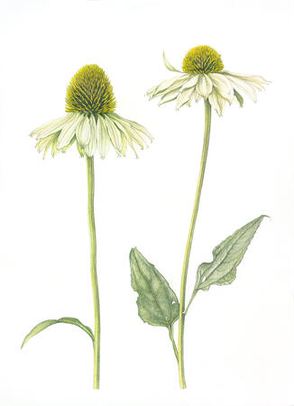 2 Echinacea