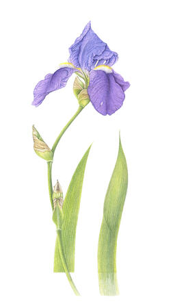 Blue Iris