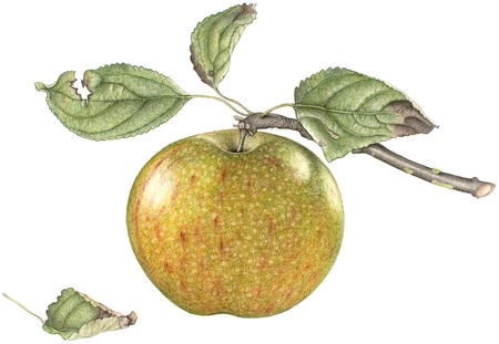 Apple, James Grieve