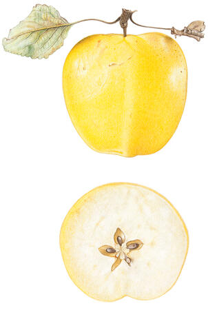 Dutch Apple and cross-section