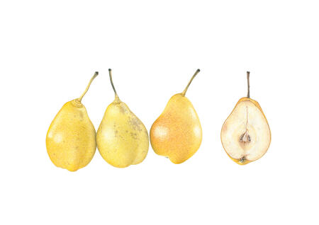 William Pears and cross-section