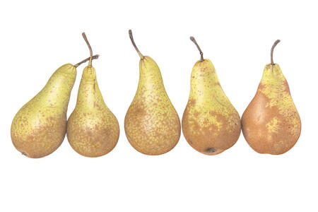5 Conference Pears