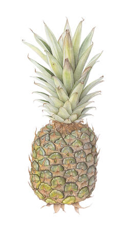 Pineapple