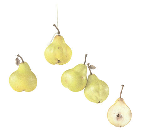 Italian Pears