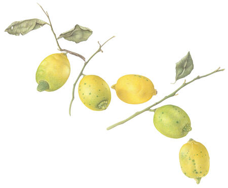 Sicilian Lemons