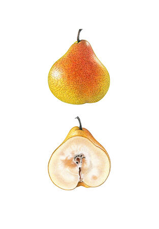 Blush Pear and cross-section