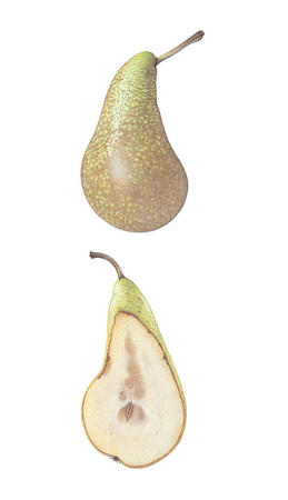 Conference and cross-section