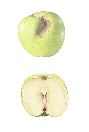 Bramley and cross-section