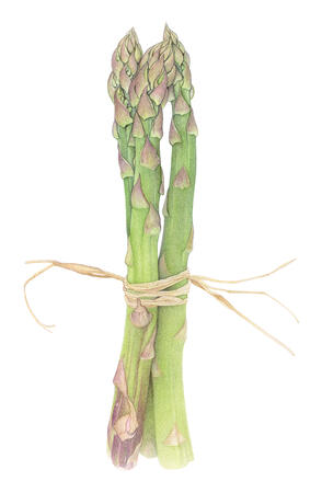 Asparagus bunch