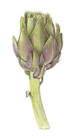 Globe Artichoke