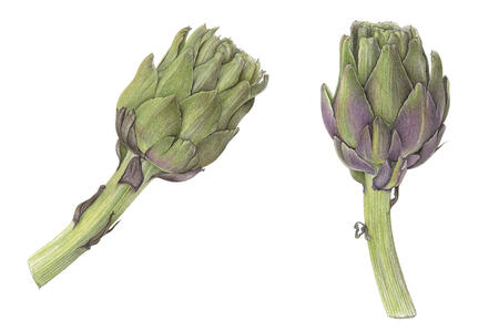 2 Globe Artichokes
