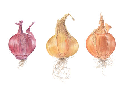 Three Mixed Onions