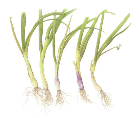 Five Spring Onions