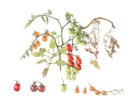Cherry Tomatoes