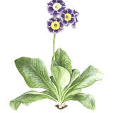 Primula