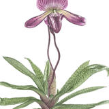 Slipper Orchid